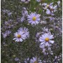 Nahaufnahme der Aster Novemberblau mit lilafarbenen Blüten und gelber Mitte. Stauden für den Garten.