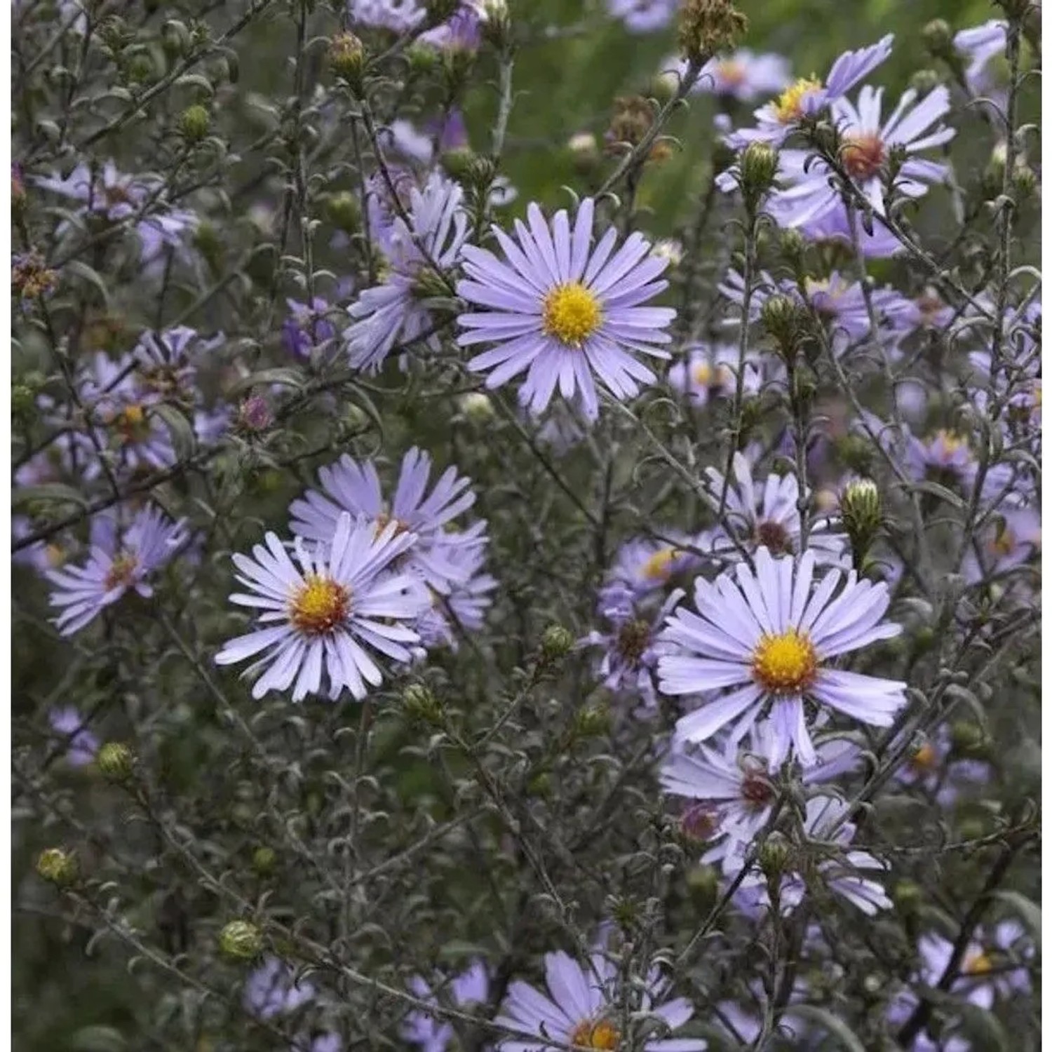 Herbstwild Aster Novemberblau - Aster,aevis