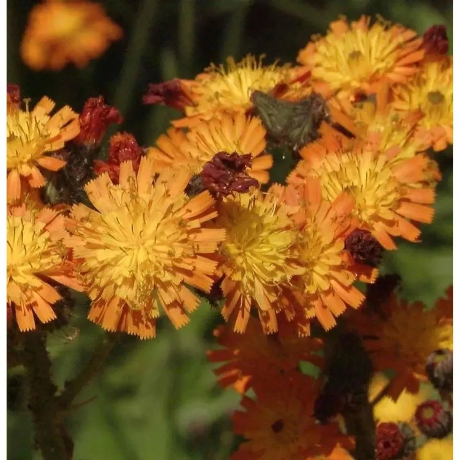 Orangerotes Habichtskraut - Hieracium aurantiacum
