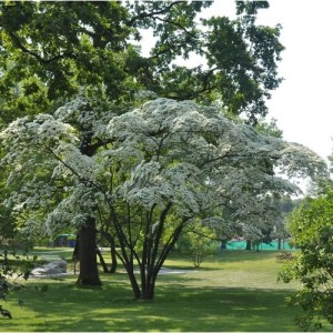 Blühender Hongkong-Hartriegel (Cornus hongkonensis) im Garten, ca. 40-60cm hoch.