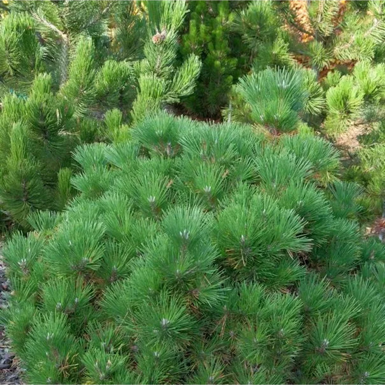 Japanische Schwarzkiefer Maijima 25-30cm - Pinus thunbergii