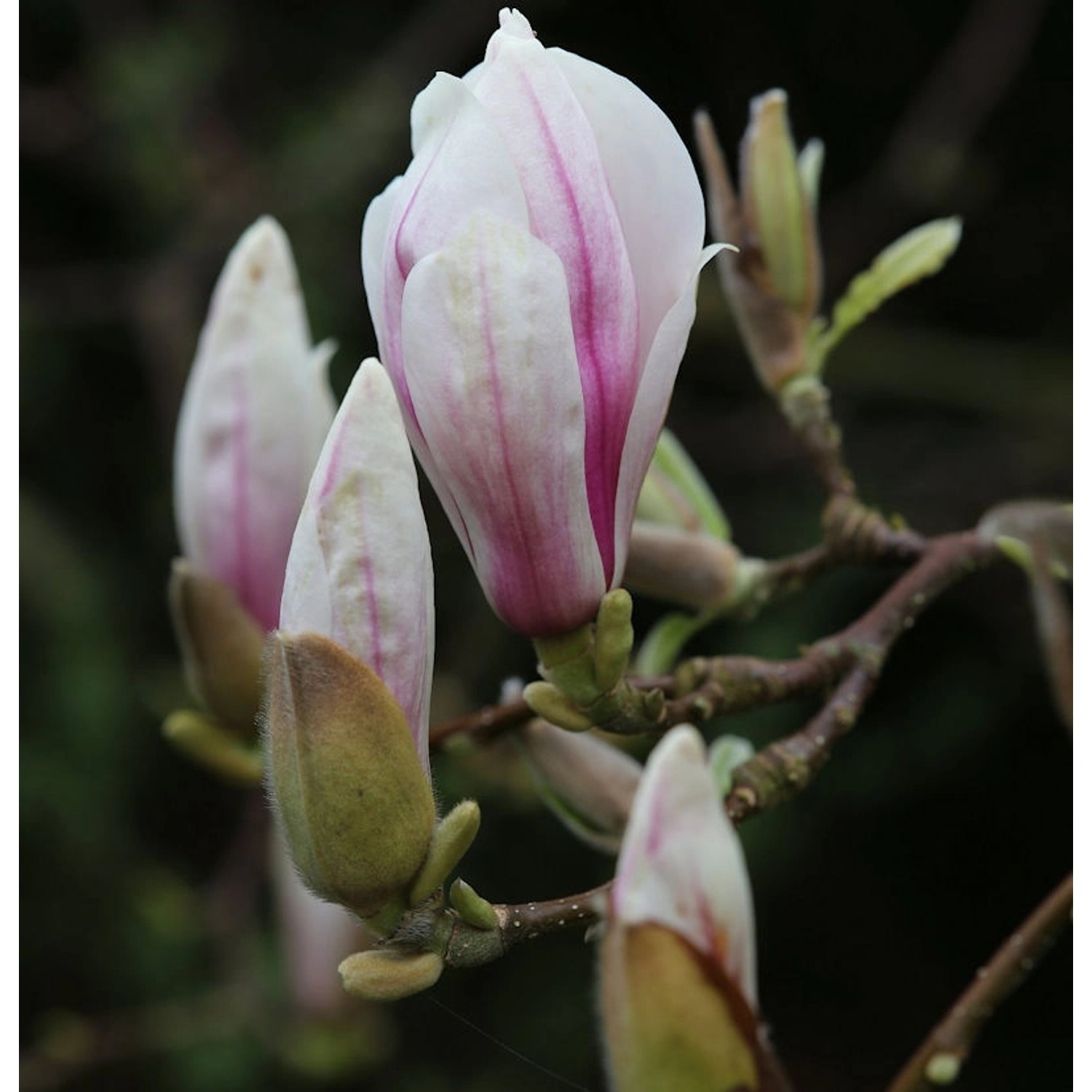 Tulpen Magnolie 80-100cm - Magnolia soulangiana günstig online kaufen