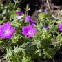 Blutstorchschnabel (Geranium sanguineum) mit leuchtend pinkfarbenen Blüten im 12 cm Topf.