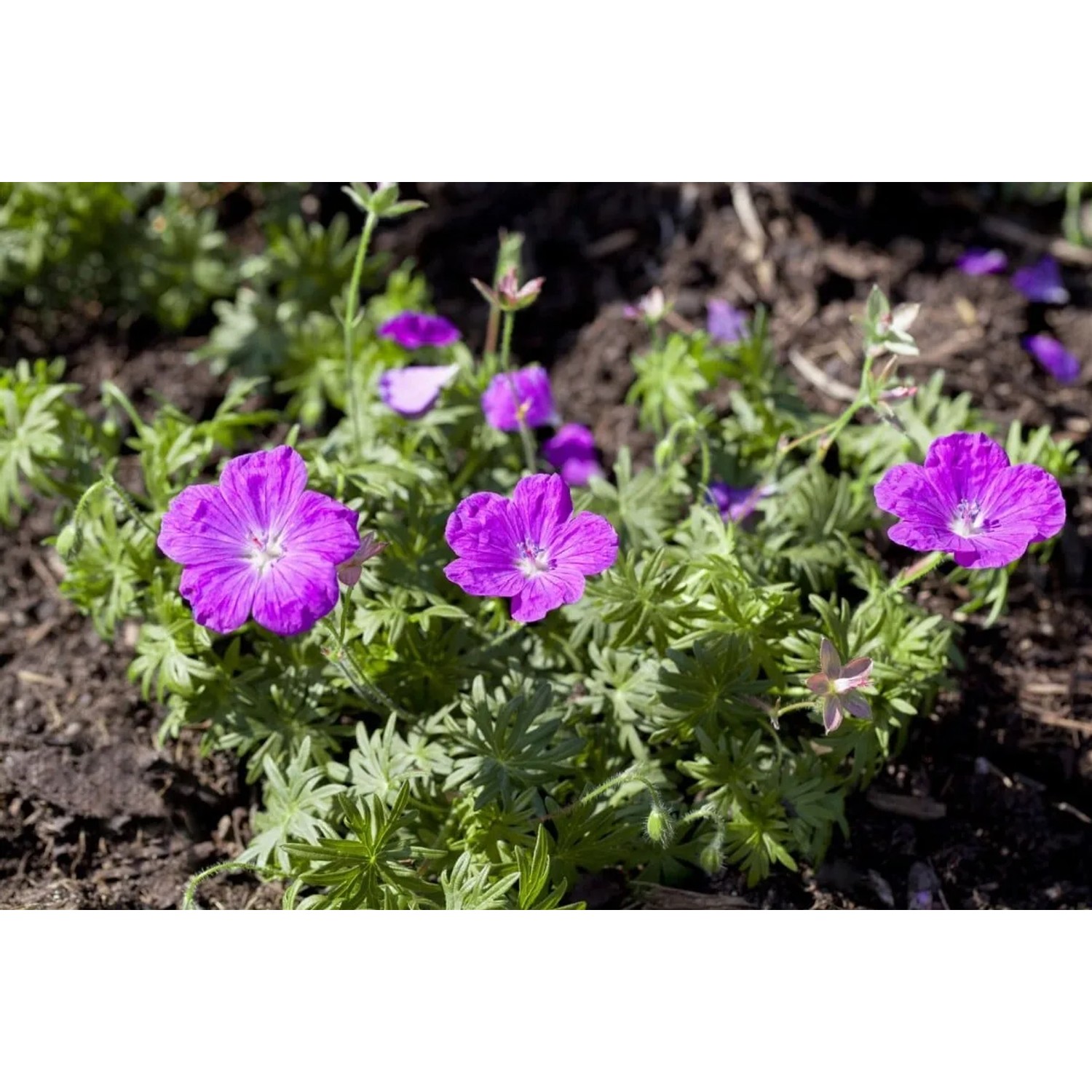Blutstorchschnabel (Geranium sanguineum) mit leuchtend pinkfarbenen Blüten im 12 cm Topf.