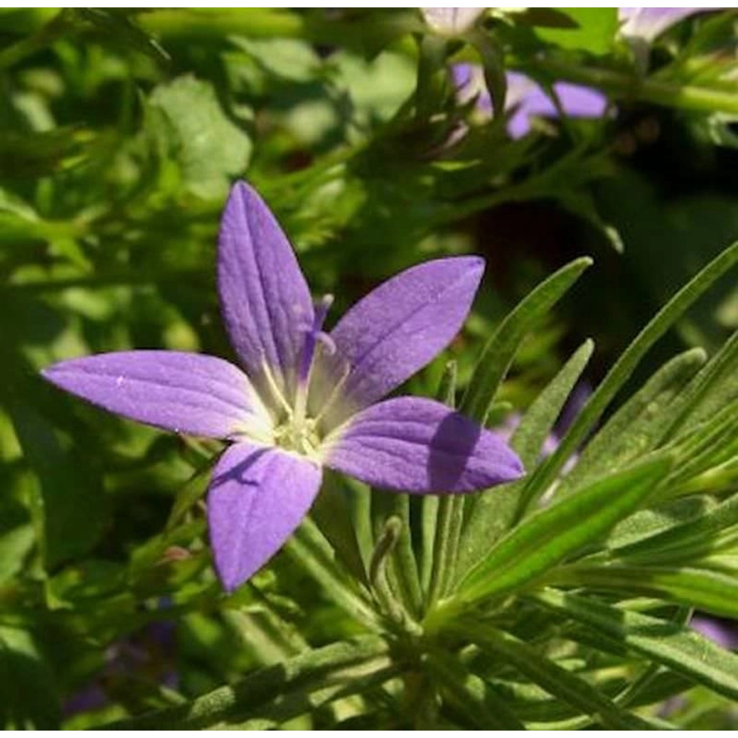 Glockenblume Blauranke - Campanula poscharskyana günstig online kaufen