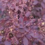 Detailaufnahme des Perückenstrauchs Royal Purple mit purpurfarbenen Blättern und Knospen.