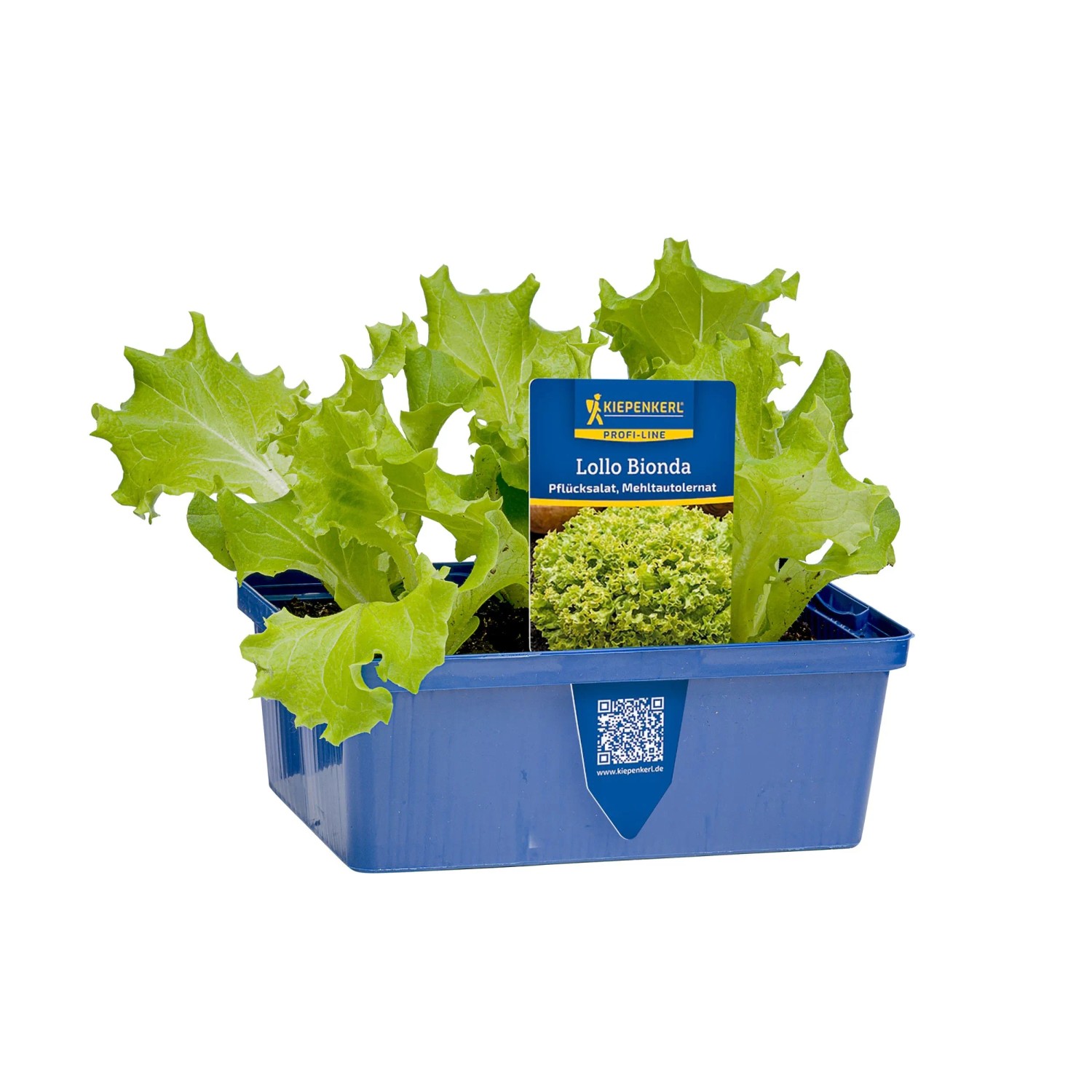 Kiepenkerl Pflücksalat "Lollo Bionda" 6er Schale Lactuca sativa