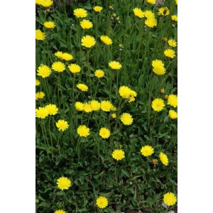 Habichtskraut als Bodendecker mit leuchtend gelben Blüten im 9x9 cm Topf.