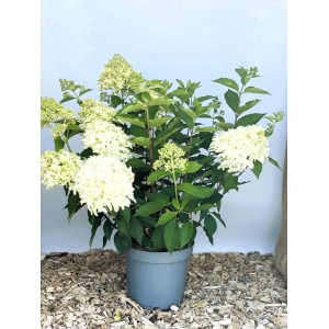 Baumfink Rispenhortensie Skyfall als Topfpflanze 60-80cm