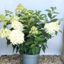 Baumfink Rispenhortensie Skyfall als Topfpflanze 60-80cm_3