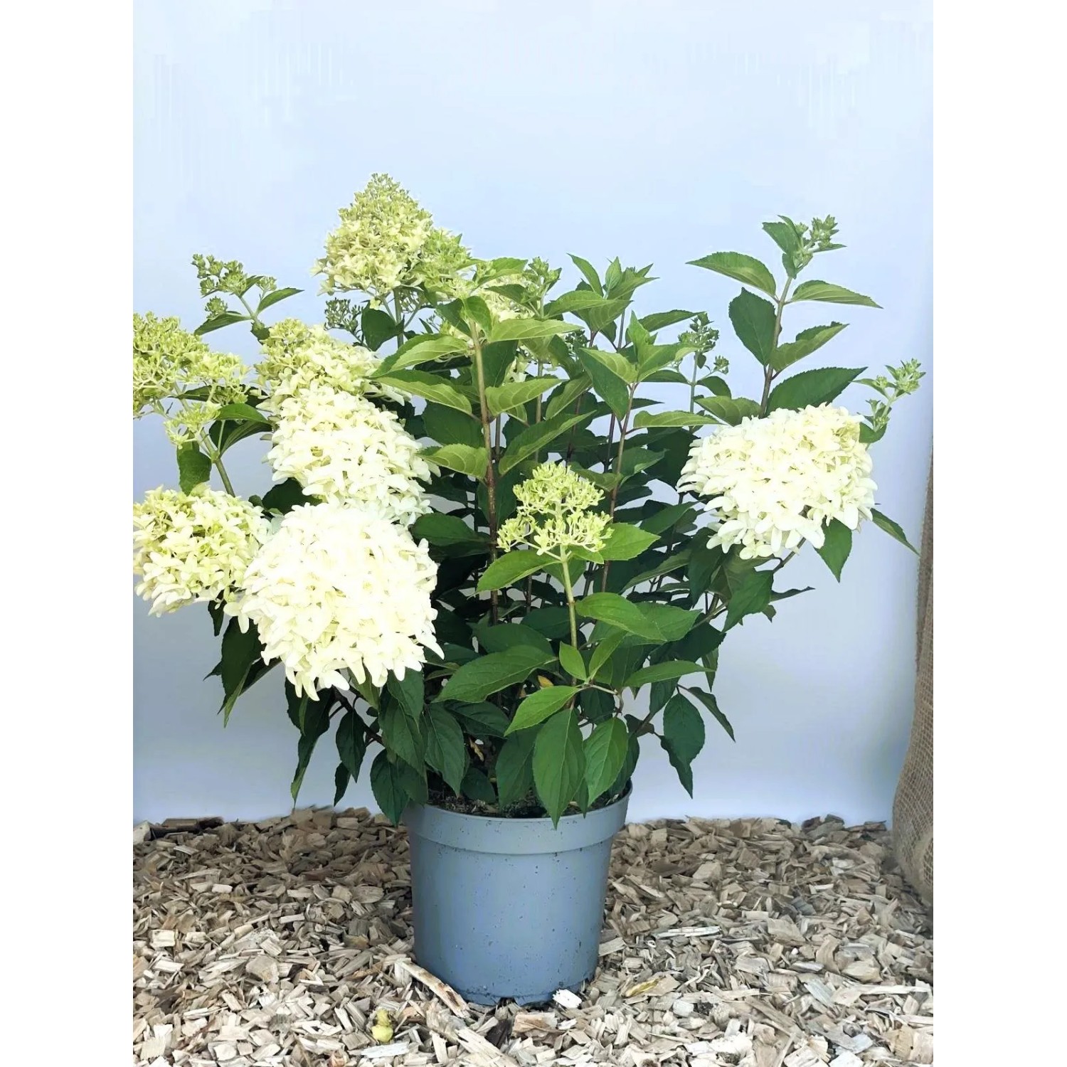 Baumfink Rispenhortensie Skyfall als Topfpflanze 60-80cm_3