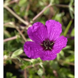 Storchenschnabel Giuseppii - Geranium cinereum