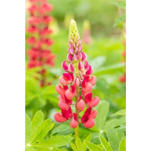 Rosa Lupine 'Mein Schloss' im Topf, eine farbenfrohe Staude für Beet und Garten.