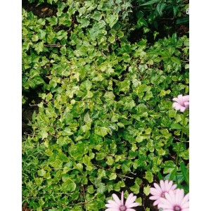 Grün-weißer Hedera Helix Kolibri Efeu, 40–60 cm, als Bodendecker im Garten.