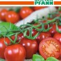 SAMEN PFANN Tomate Rubylicious F1