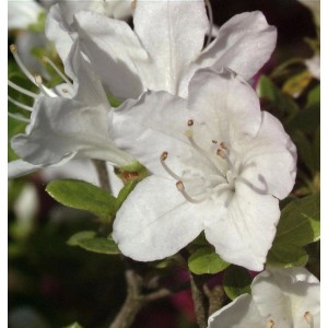 Nahaufnahme der weißen Blüte der Japanischen Azalee Schneesturm (Rhododendron obtusum).