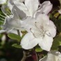 Nahaufnahme der weißen Blüte der Japanischen Azalee Schneesturm (Rhododendron obtusum).