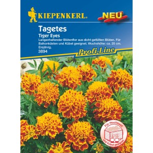 Kiepenkerl Studentenblume Tiger Eyes: Orange-rote Tagetes Blüten im Beet.