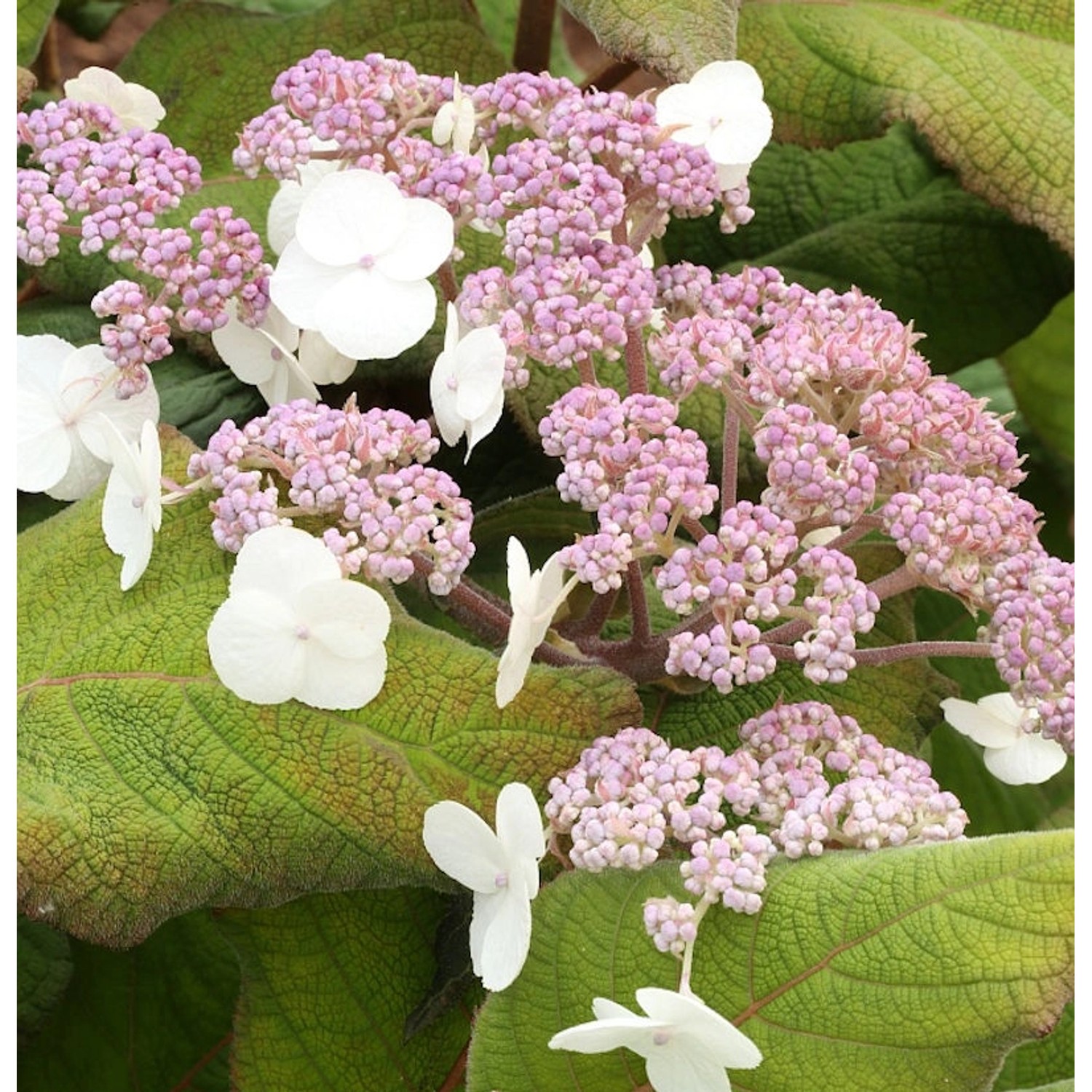 Fellhortensie Taiwans Pink 40-60cm - Hydrangea aspera günstig online kaufen