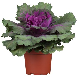 Zierkohl im Topf, ca. 12 cm, mit violett-grünen Blättern. Herbstpflanze für Balkon und Terrasse.