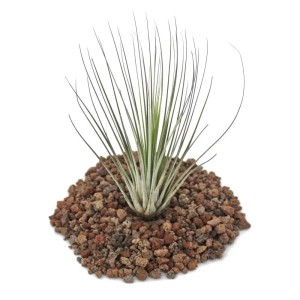 Exotenherz Tillandsia Juncea auf Lavasteinen, lose Pflanze.