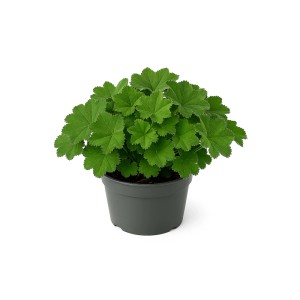 Frauenmantel (Alchemilla mollis) im Topf, grüne Staude für Beet und Garten.