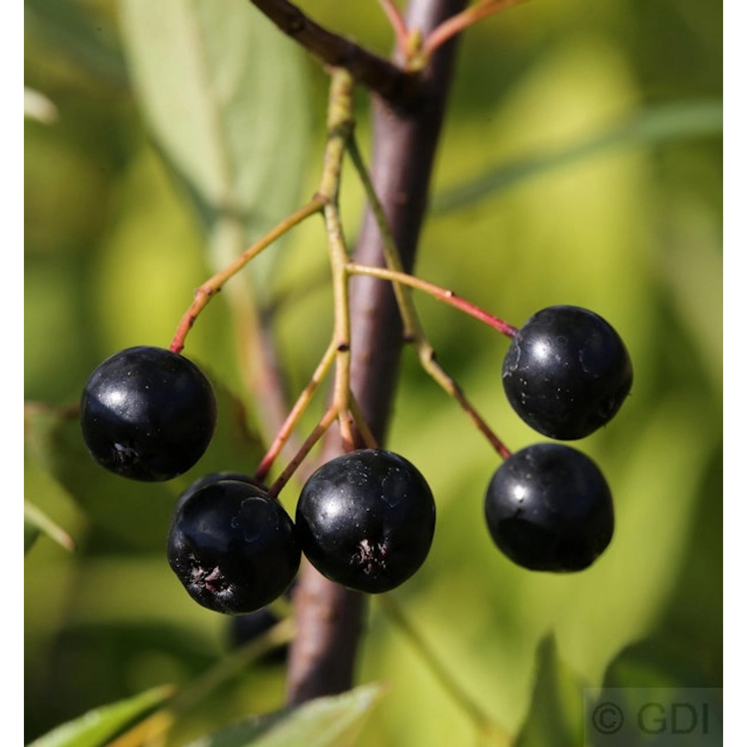 Apfelbeere Nero 80-100cm - Aronia melanocarpa günstig online kaufen