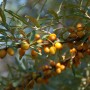 Sanddorn-Strauch mit orangefarbenen Beeren und grünen Blättern.