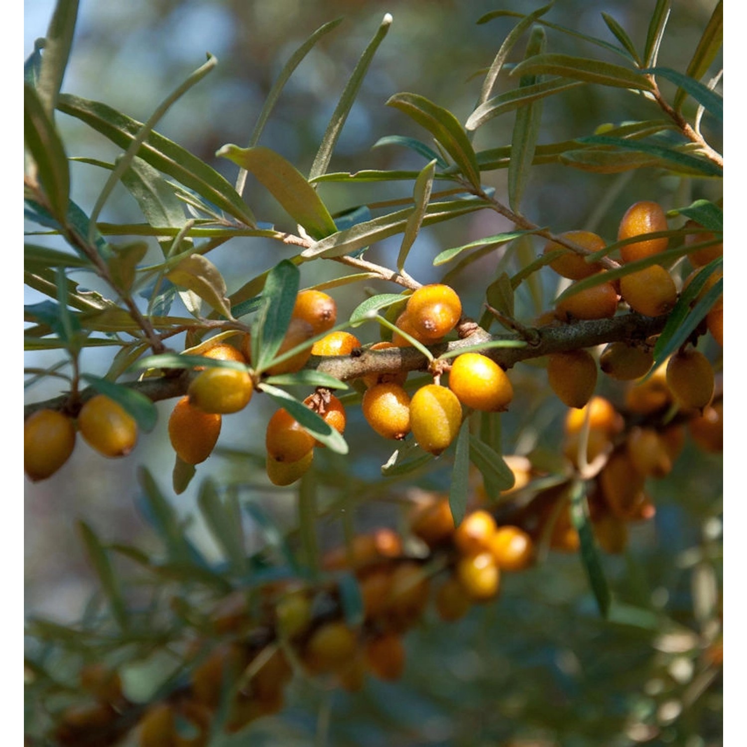 Sanddorn männlich 40-60cm - Hippophae rhamnoides günstig online kaufen