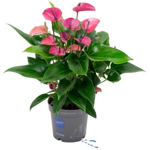 Flamingoblume Cirano Violett im Topf, ca. 50-60 cm hoch, mit farbintensiven, violetten Blüten.