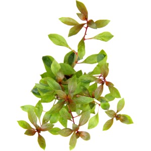 Dennerle Plants Aquariumpflanze Ludwigia Repens Rubin mit grünen und roten Blättern.