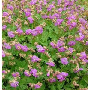 Blühender Storchenschnabel Karmina (Geranium cantabrigiense) mit rosa Blüten und grünen Blättern.