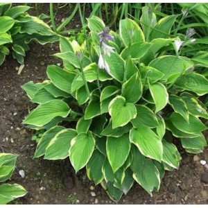 Funkie Gold Drop (Hosta cultorum) mit grün-gelben Blättern und zarten Blüten.
