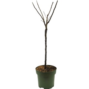 Bio Zwergpflaume 'Hanna' als Stämmchen im Topf, ca. 60-80 cm hoch.