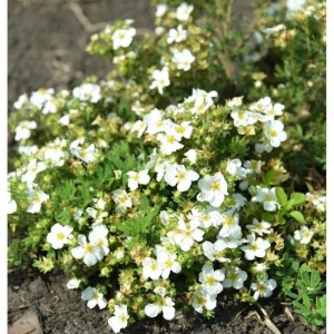 10 Fünffingerstrauch Snowflake (Potentilla fruticosa) mit kleinen, weißen Blüten im Garten.