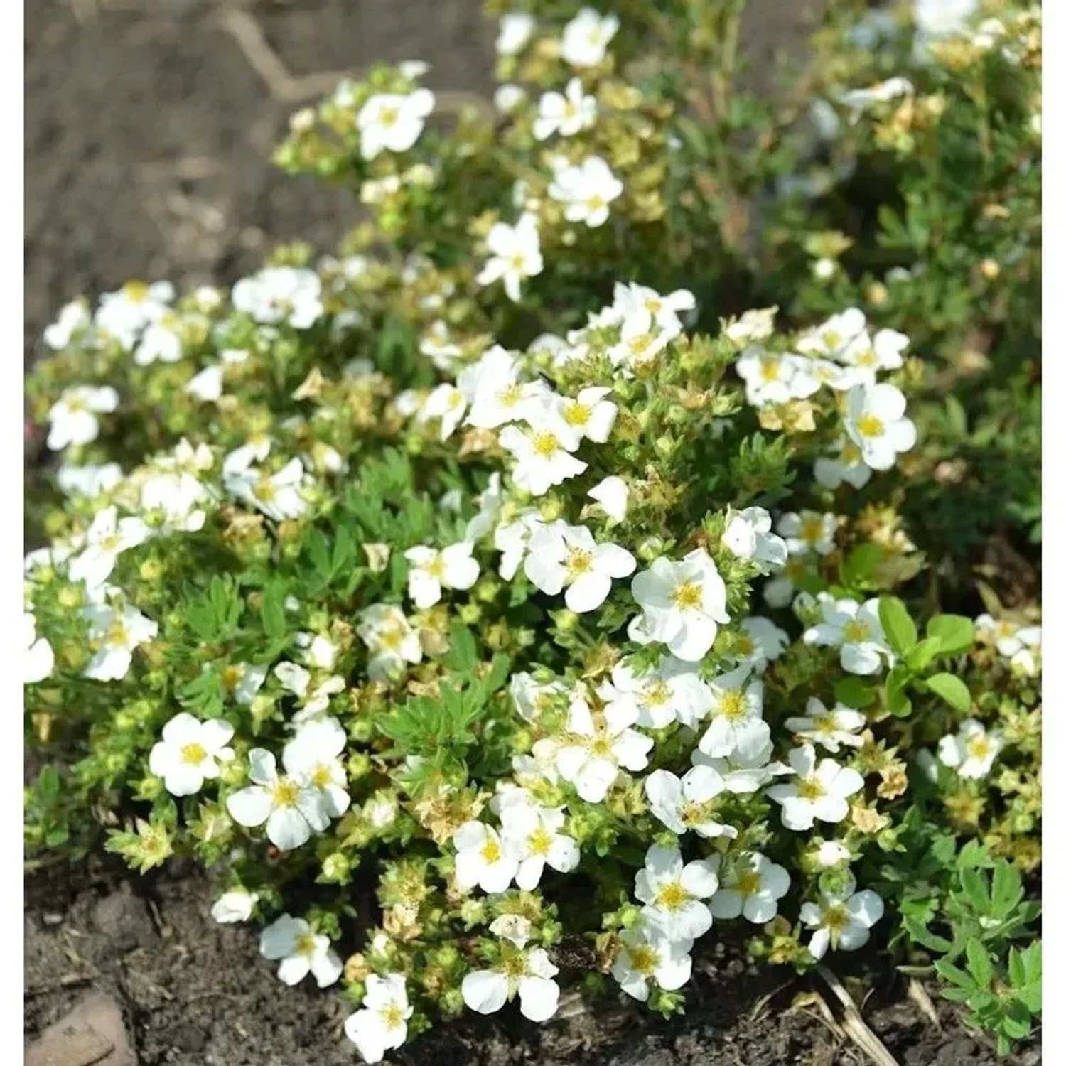 10x Fünffingerstrauch Snowflake - Potentilla fruticosa