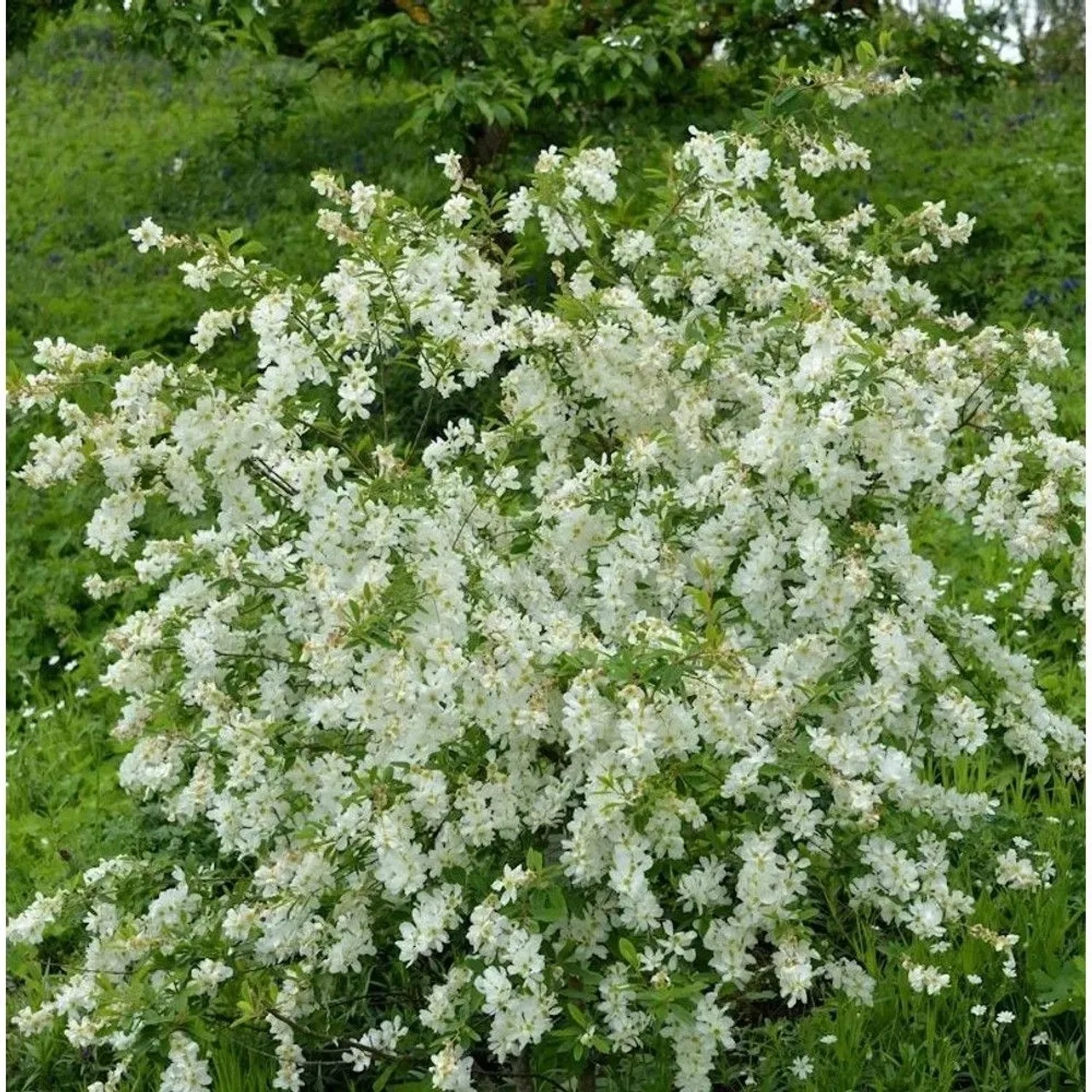 Hochstamm Prunkspiere Blushing Pearl 100-125cm - Exochorda racemosa