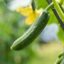 Frische, grüne Schlangengurke (Cucumis sativus) im Garten, an der Pflanze hängend.