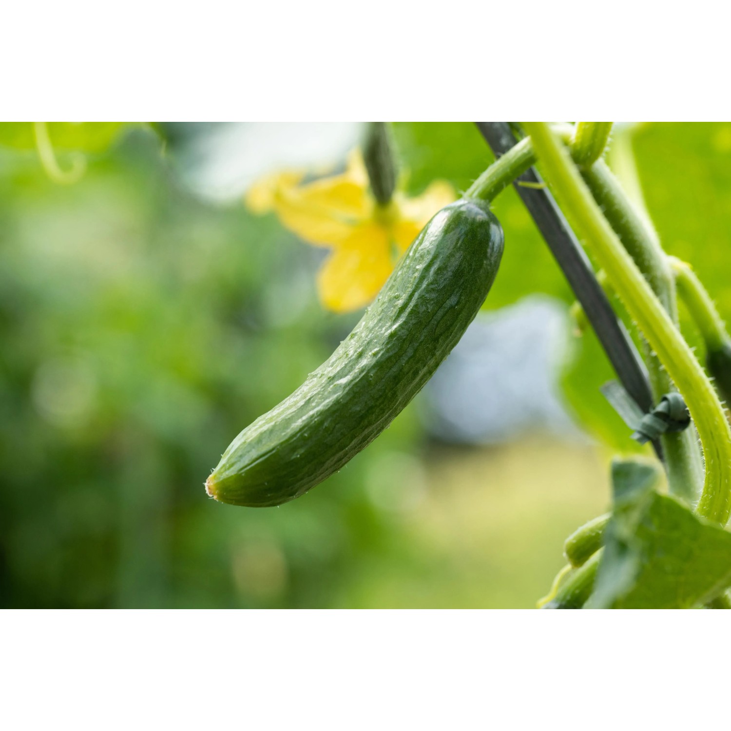 Frische, grüne Schlangengurke (Cucumis sativus) im Garten, an der Pflanze hängend.