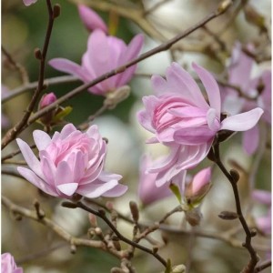Kleine Sternmagnolie Georg Henry Kern 40-60cm - Magnolia stellata