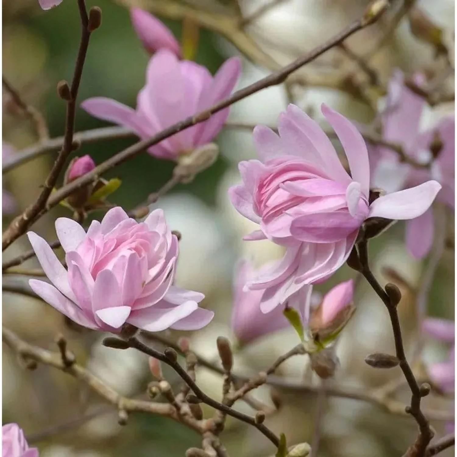 Kleine Sternmagnolie Georg Henry Kern 40-60cm - Magnolia stellata