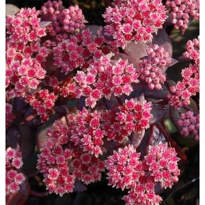 Nahaufnahme der Großen Fetthenne 'Karfunkelstein' mit pinkfarbenen Blüten.