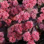 Große Fetthenne Karfunkelstein - Sedum maximum