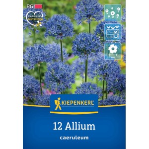 Kiepenkerl Zierlauch Allium caeruleum, kornblumenblaue Blütenbälle, 12 Stück.
