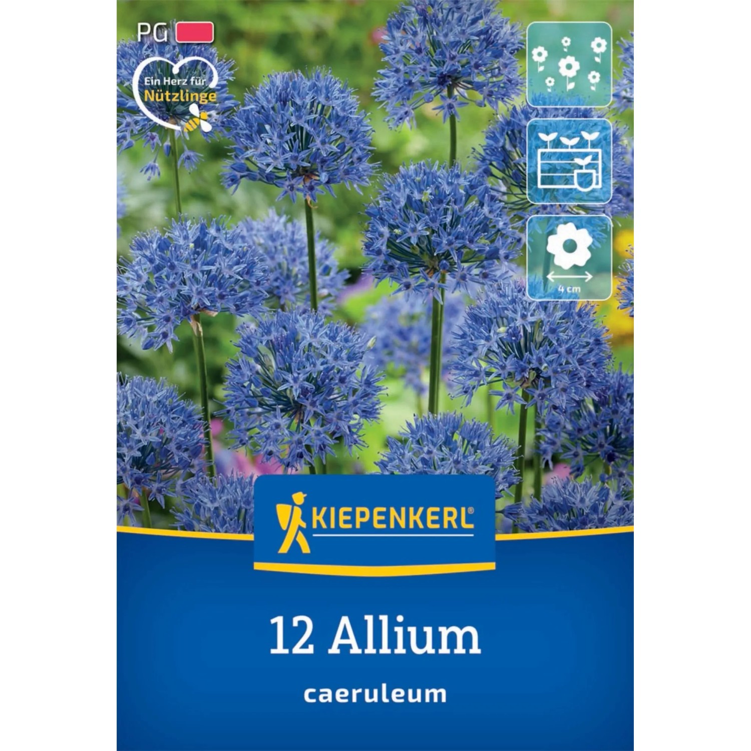 Kiepenkerl Blumenzwiebel Zierlauch A. caeruleum 12 Stück