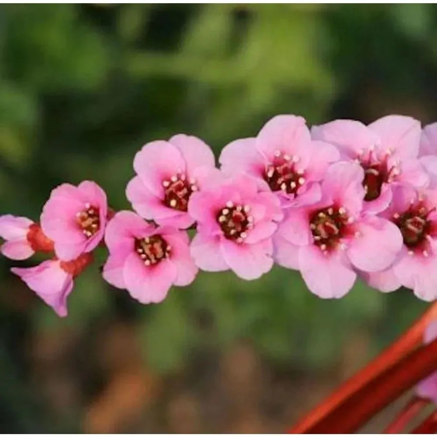 Bergenie Wintermärchen - Bergenia purpurascens