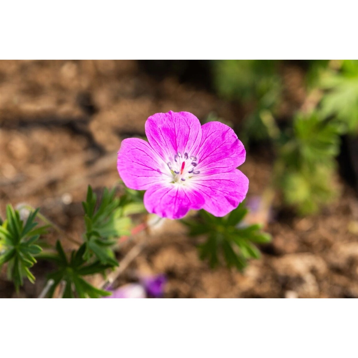 Geranium Sanguineum Elsbeth Blutstorchschnabel Ca. 9x9 cm Topf günstig online kaufen