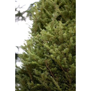 Detailaufnahme der japanischen Hemlocktanne 'Minikin', einem immergrünen Strauch mit dichten, grünen Nadeln.