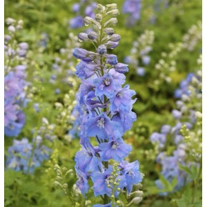 Blauer Rittersporn 'Summer Skies' (Delphinium Pacific) im Detail.