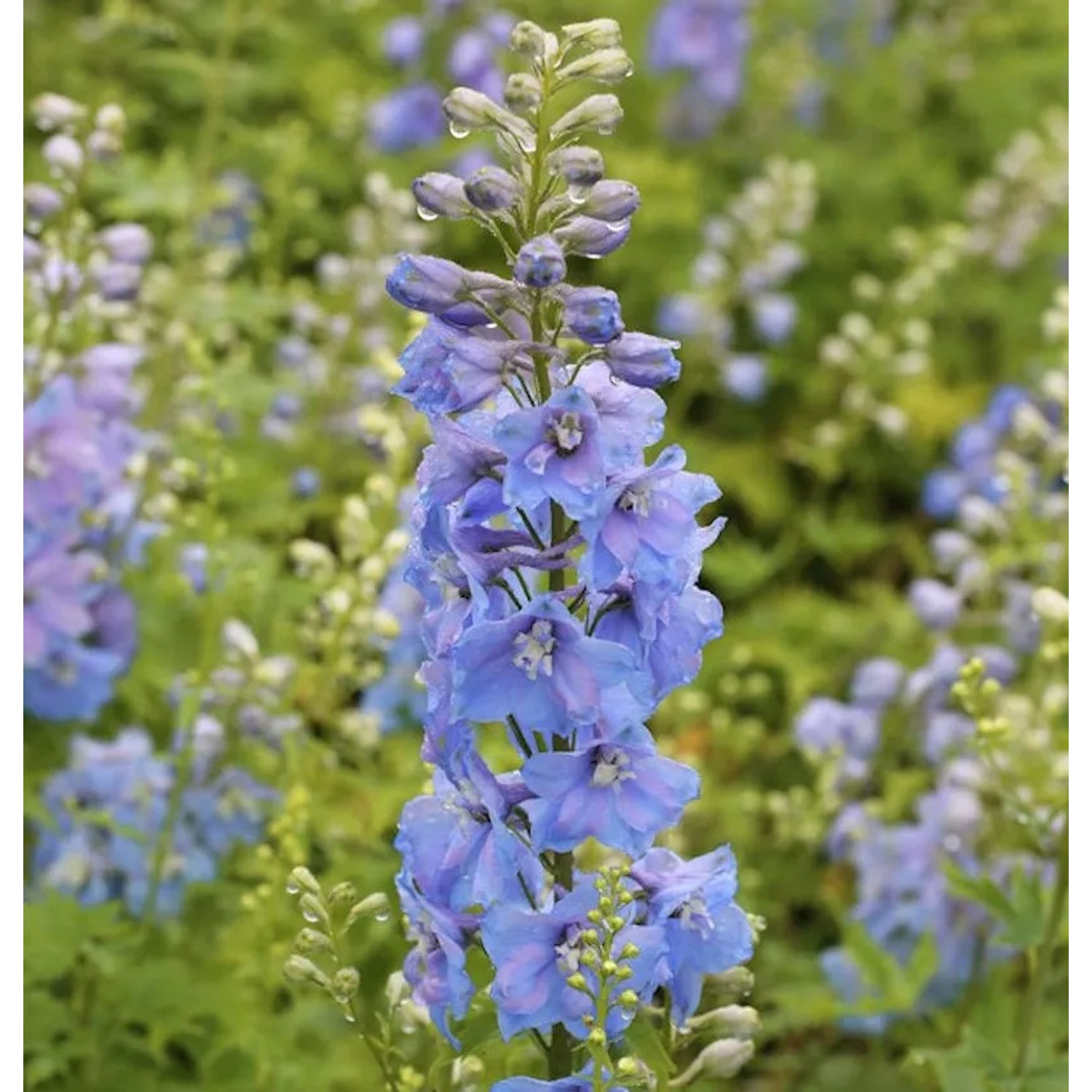 Rittersporn Summer Skies - Delphinium Pacific